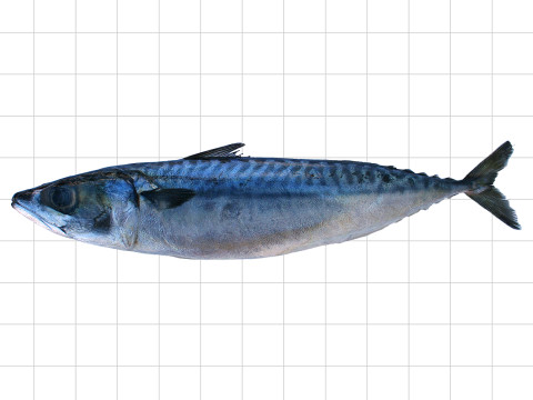 Pacific Mackerel