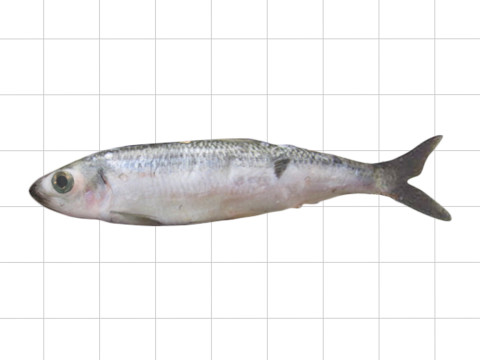 Pacific Herring