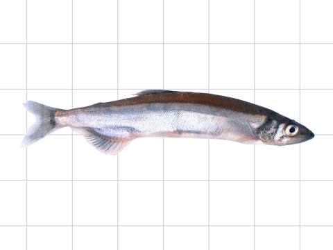 Capelin